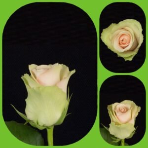 Labelle – Intermediate Roses