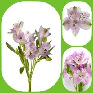 Lilac Lavender Alstroemeria