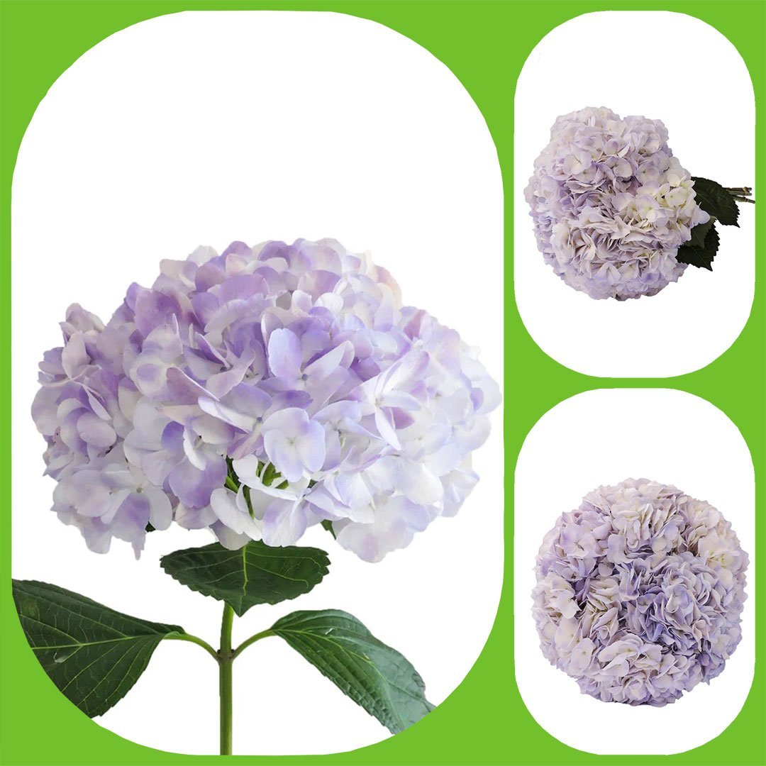 Hydrangea Candy Floss Purple