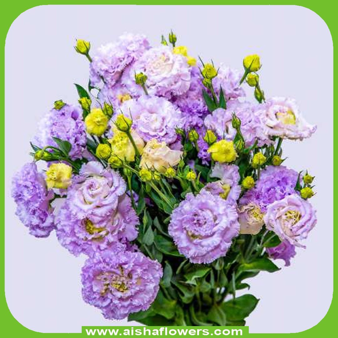 Lisianthus Lavender