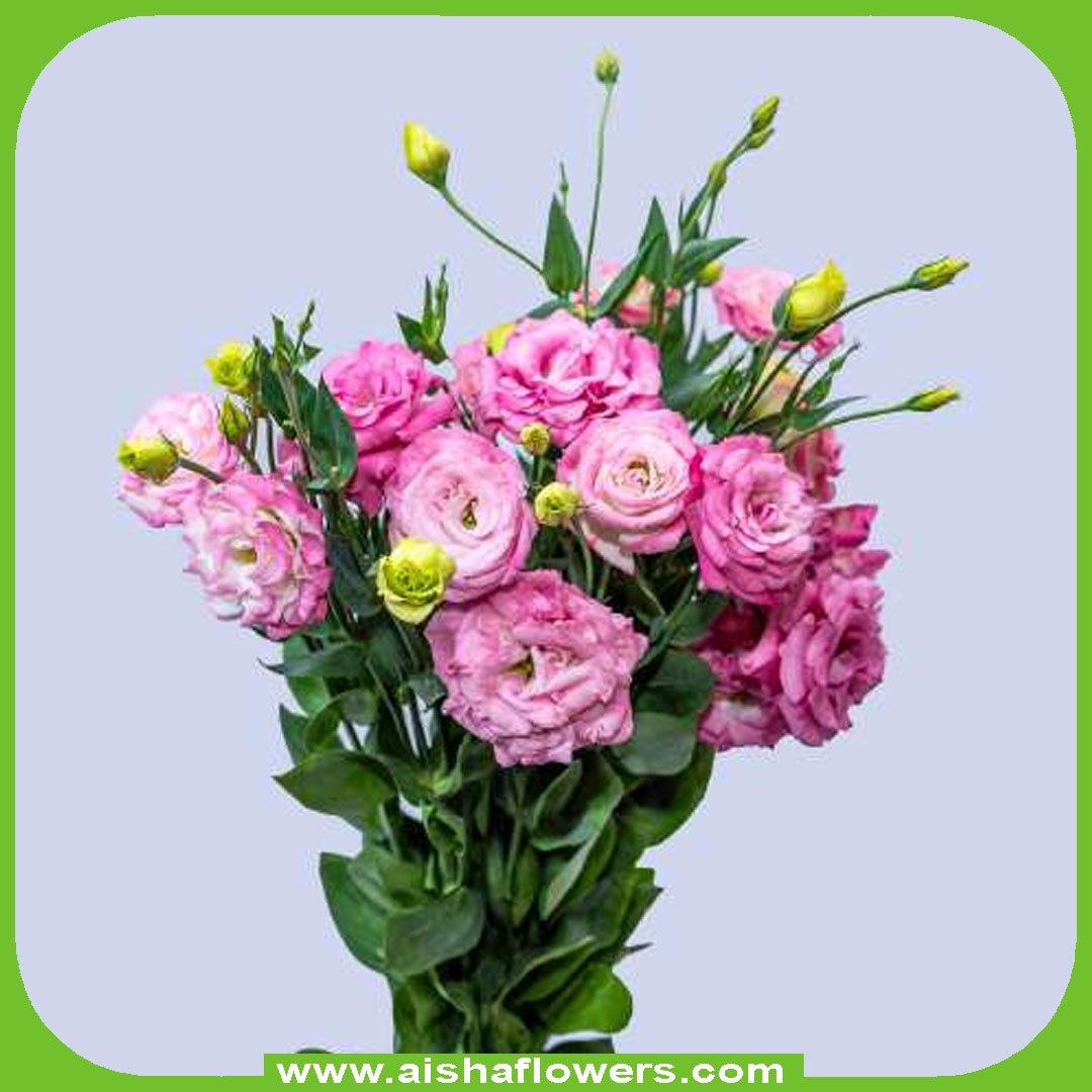 Lisianthus Pink