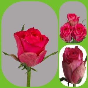 Madam Pink – Premium Big-Head Roses
