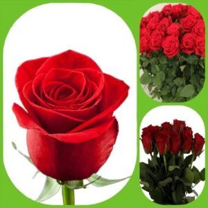 Madam Red – Premium Big-Head Roses