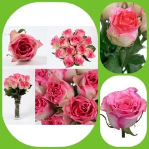 Malibu – Premium Big-Head Roses