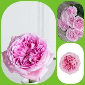 Miranda – David Austin Roses