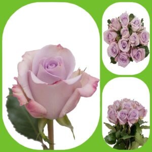 Ocean Song – Premium Big-Head Roses