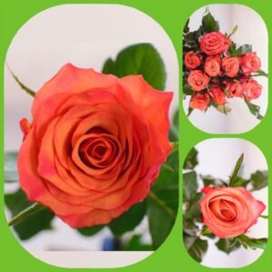 Olivia – Premium Big-Head Roses