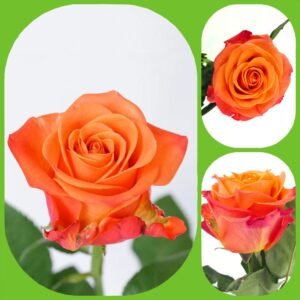 Orange Crush – Premium Big-Head Roses