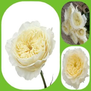 Patience – David Austin Roses