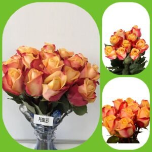 Pebbles – Premium Big-Head Roses