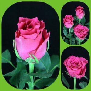 Pink Rhodos – Premium Big-Head Roses