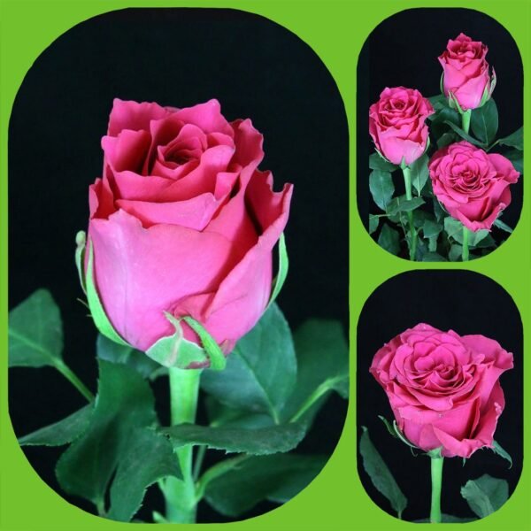 Pink Rhodos – Premium Big-Head Roses