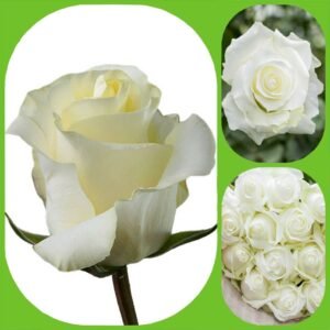 Proud – Premium Big-Head Roses