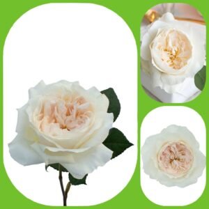 Purity – David Austin Roses