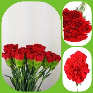 Red Carnations