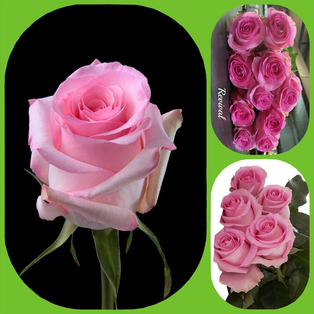 Revival – Premium Big-Head Roses
