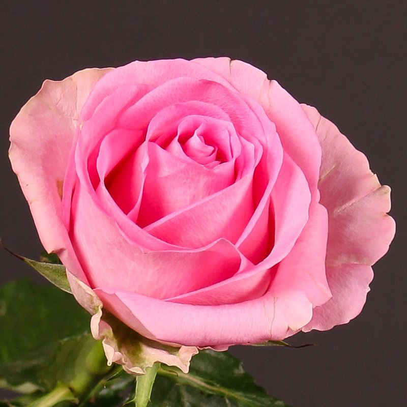 Revival – Premium Big-Head Roses - Image 4