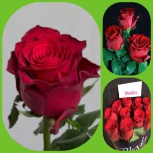 Rhodos – Premium Big-Head Roses