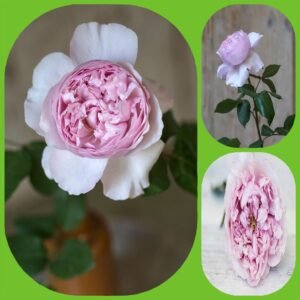 Rosalind – David Austin Roses