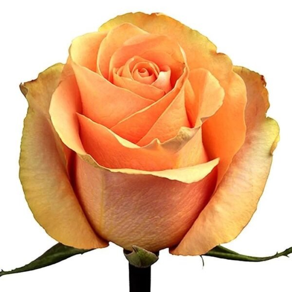 Cuena – Premium Big-Head Roses - Image 3