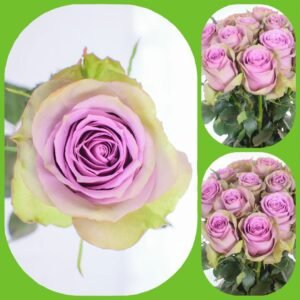 Samantha Bridal – Premium Big-Head Roses