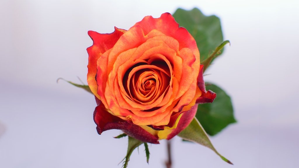 Silantoi – Premium Big-Head Roses - Image 2