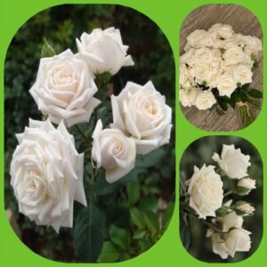 Snow Ballet – Garden & Scented Spray Roses