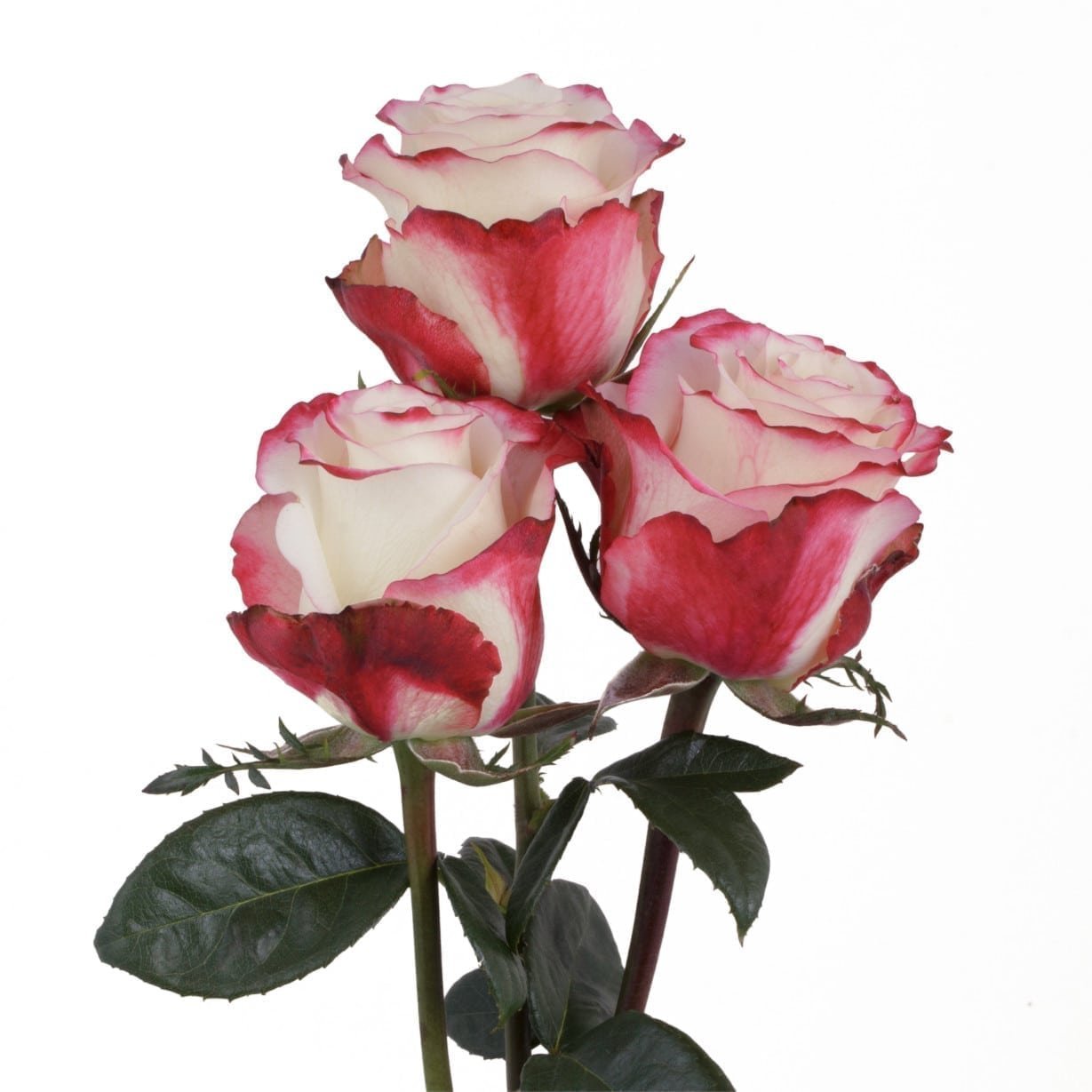 Sweetness – Premium Big-Head Roses - Image 4