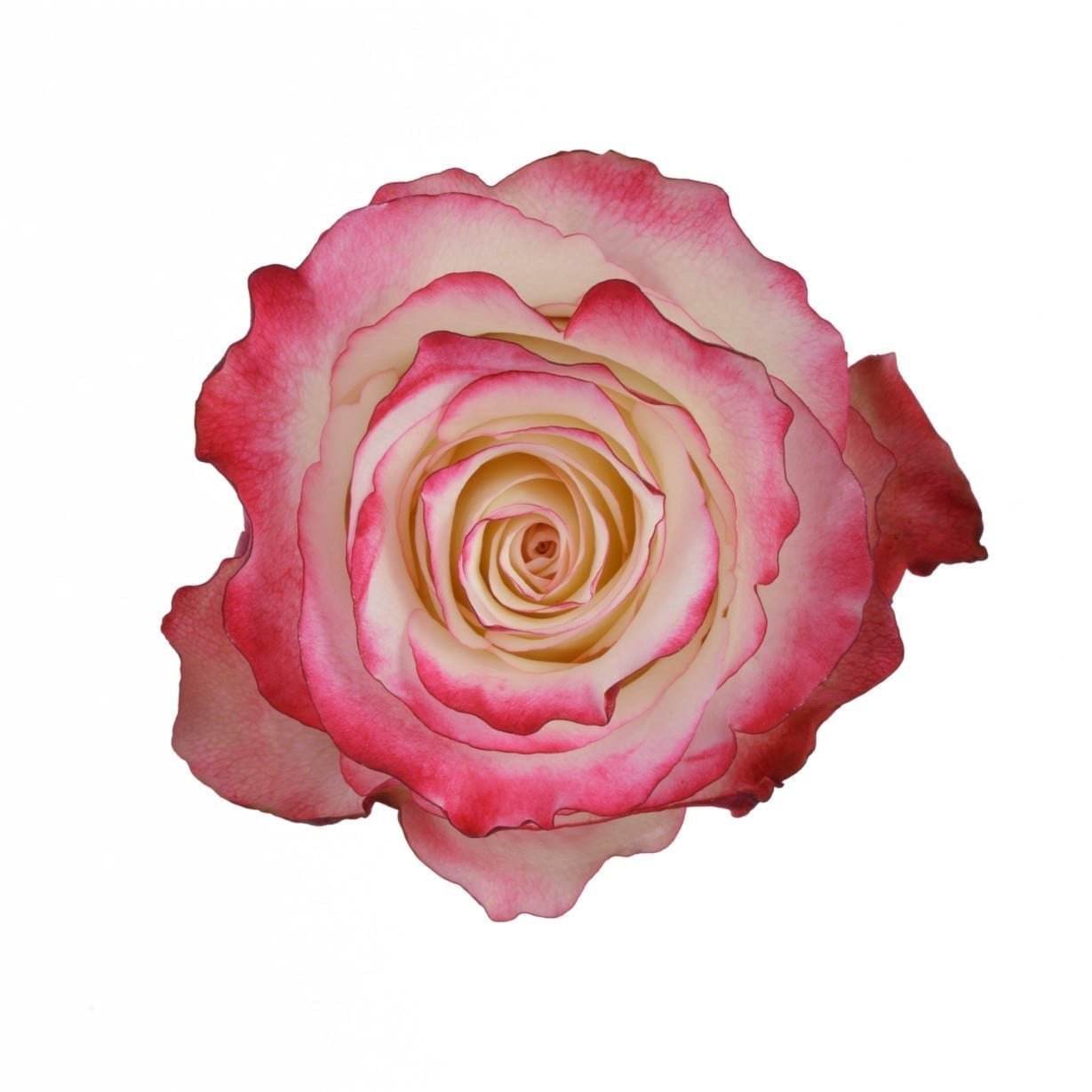 Sweetness – Premium Big-Head Roses - Image 2