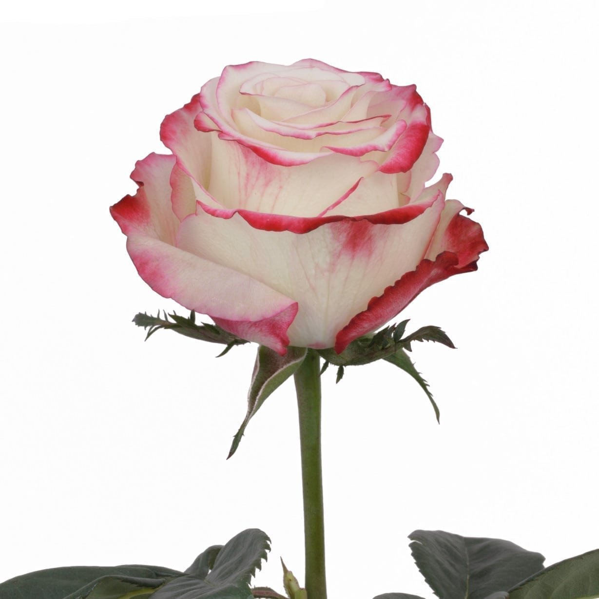 Sweetness – Premium Big-Head Roses - Image 6