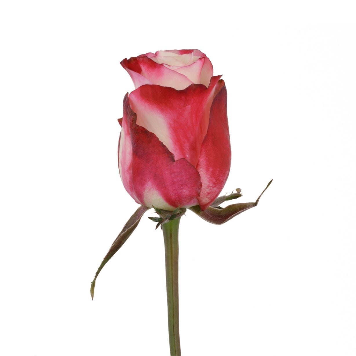 Sweetness – Premium Big-Head Roses - Image 3