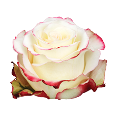 Sweetness – Premium Big-Head Roses - Image 5