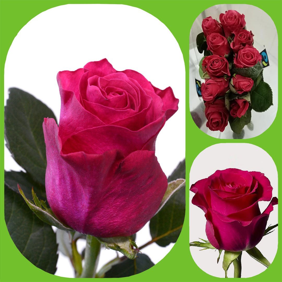 Taccazi – Premium Big-Head Roses