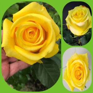 Tara – Premium Big-Head Roses