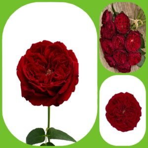 Tess – David Austin Roses