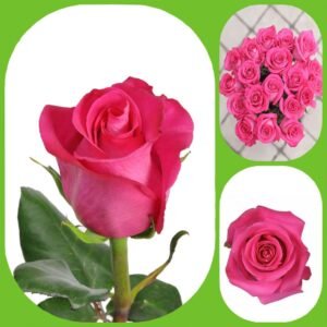 Topaz – Premium Big-Head Roses