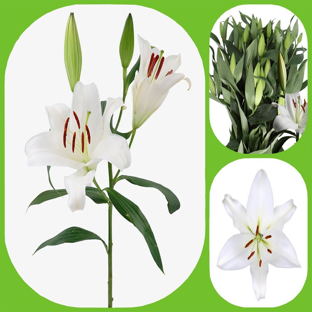 White Casablanca – Oriental Lilies